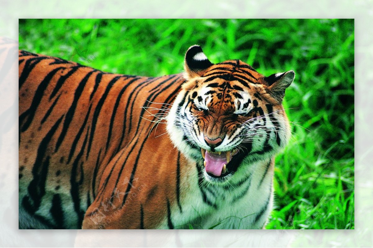 秦皇岛野生动物园老虎图片