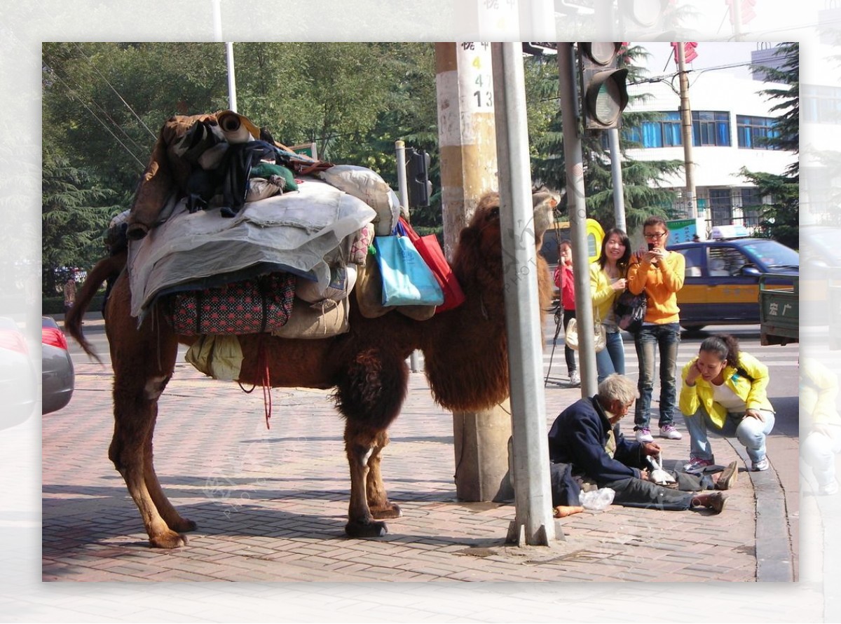 骆驼上街图片