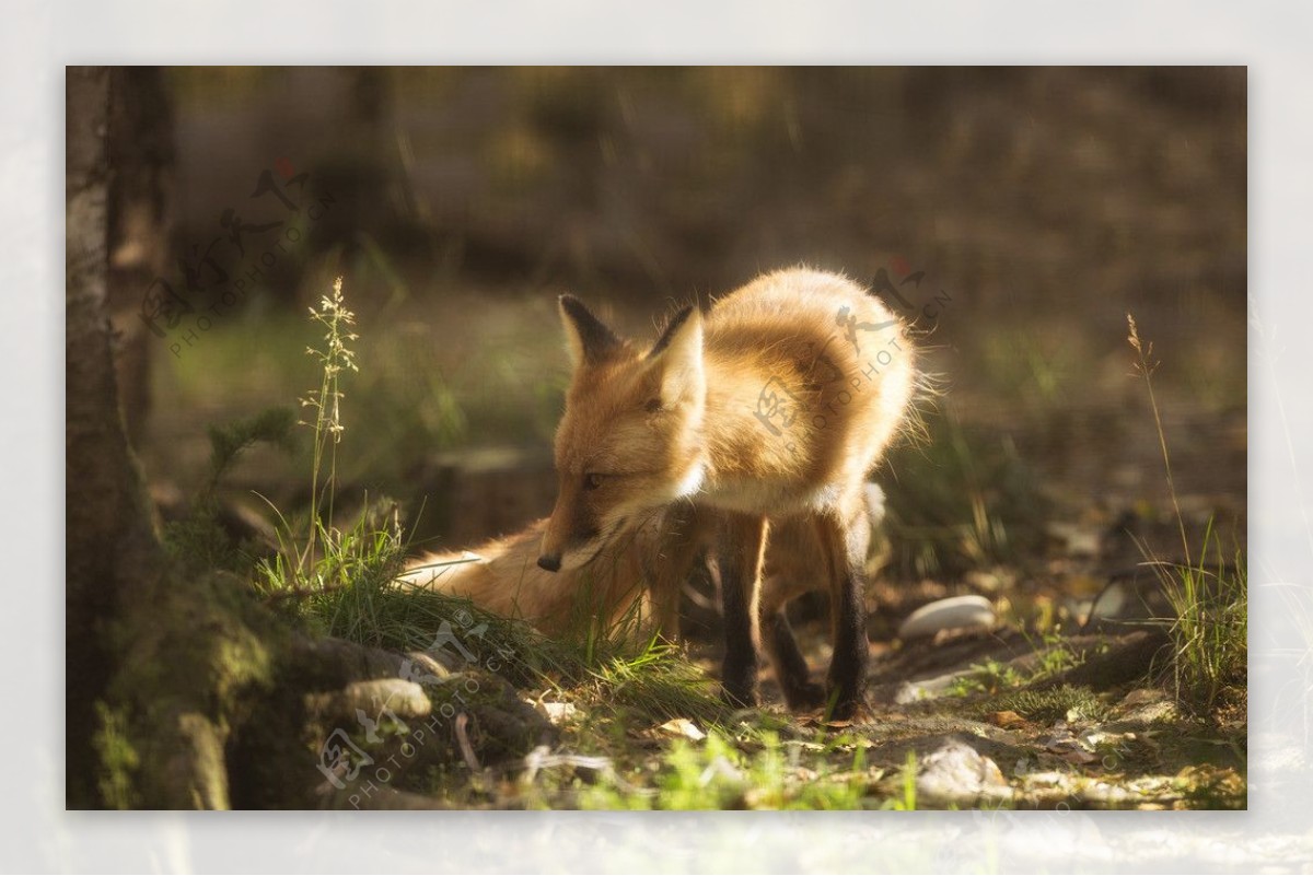 红狐狸树林摄影图片