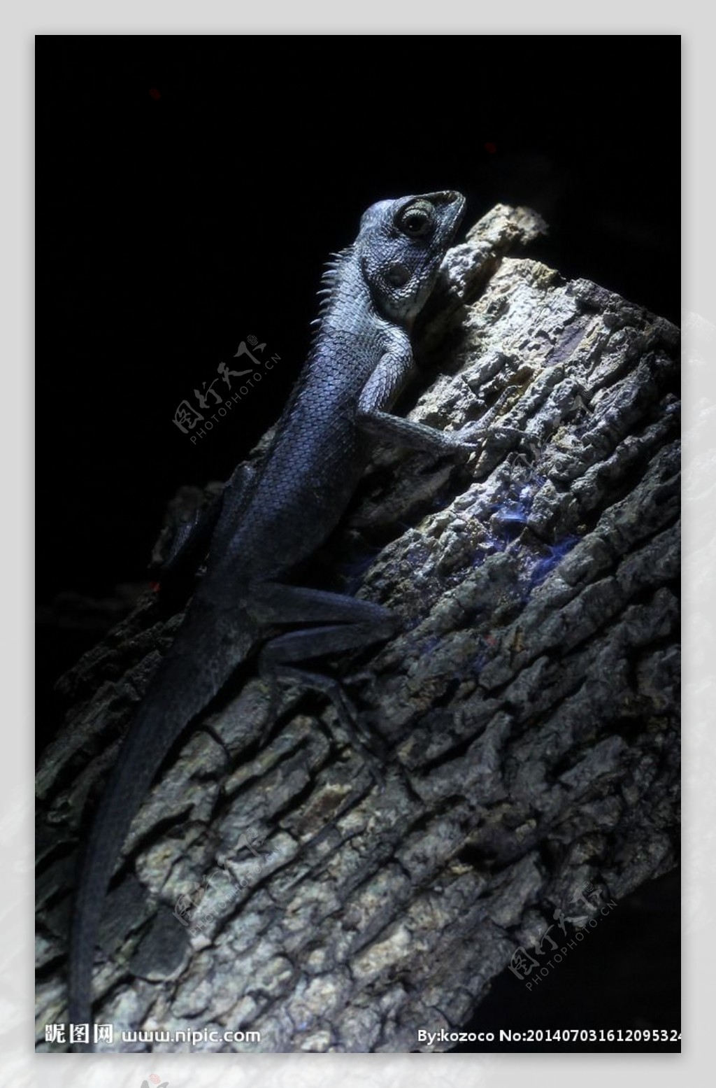 蜥蜴摄影图__野生动物_生物世界_摄影图库_昵图网nipic.com