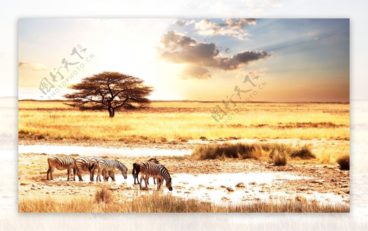 斑马非洲大草原图片