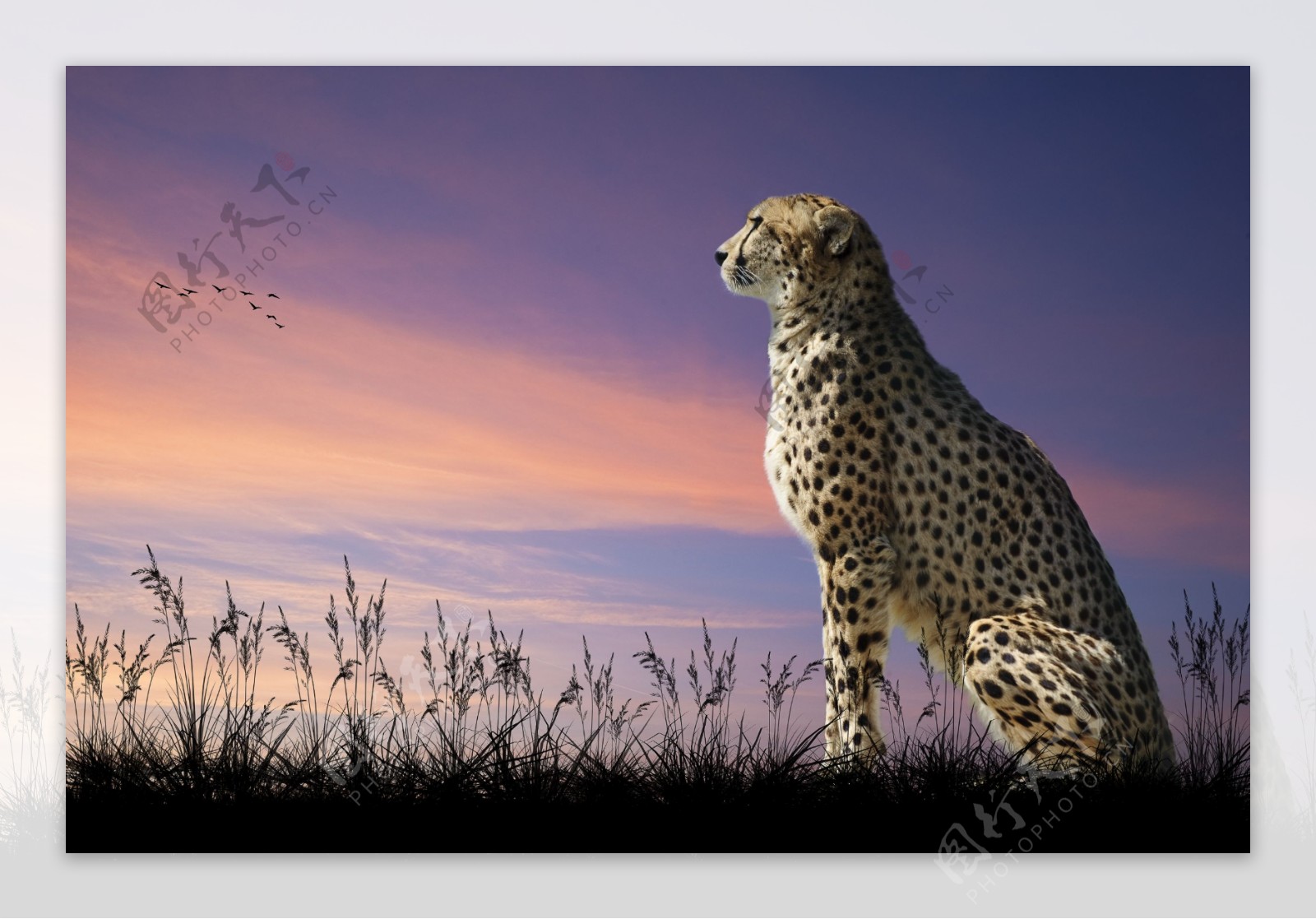 东非大草原上的猎豹：陆地上跑得最快的动物|花豹|猎豹|东非大草原_新浪新闻