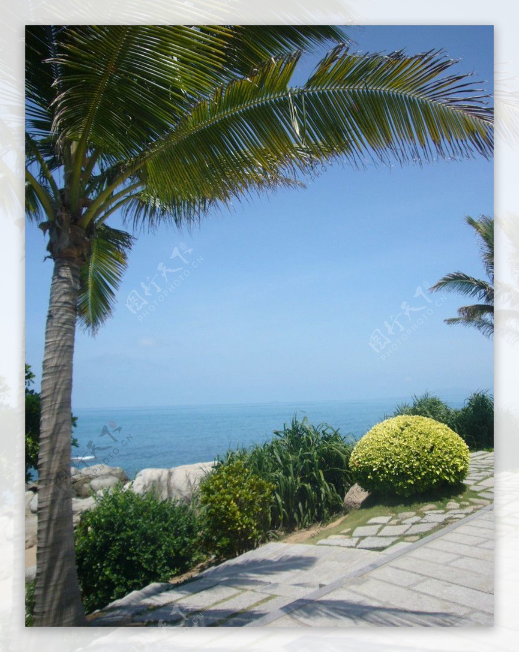 三亚海边椰树图片