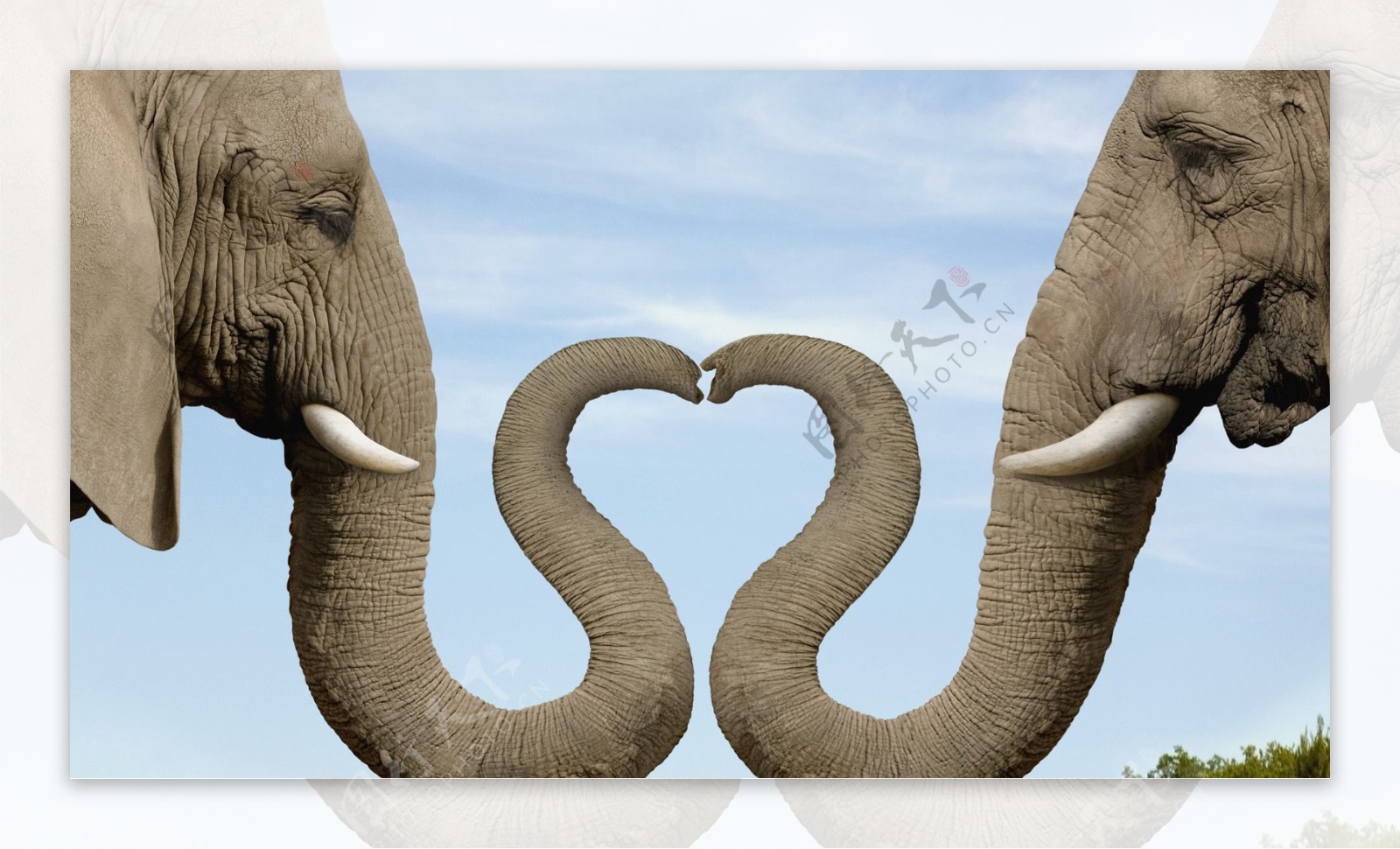 爱心大象图片
