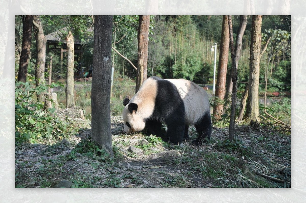 树林里的熊猫图片