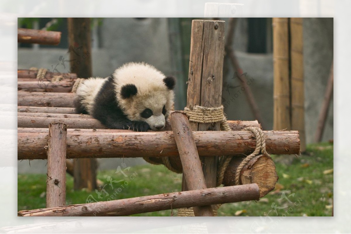 大熊猫幼崽图片