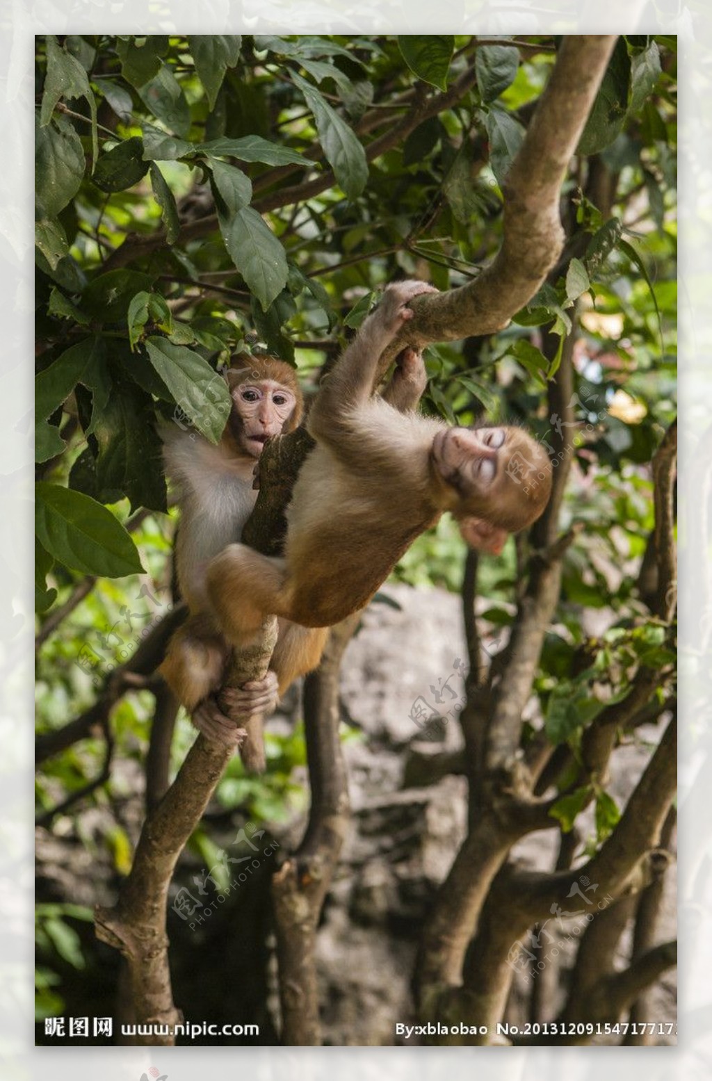 爬树的猕猴图片