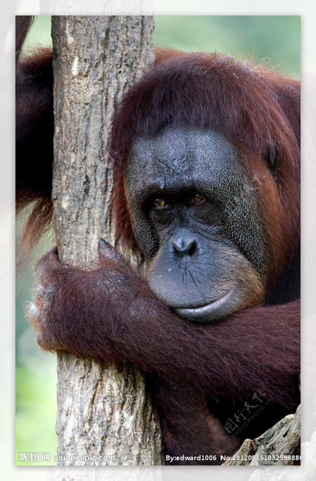 红毛猩猩图片