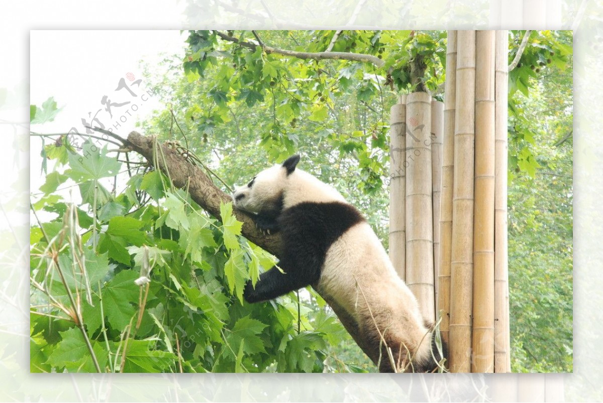 成都郊外的熊猫基地图片