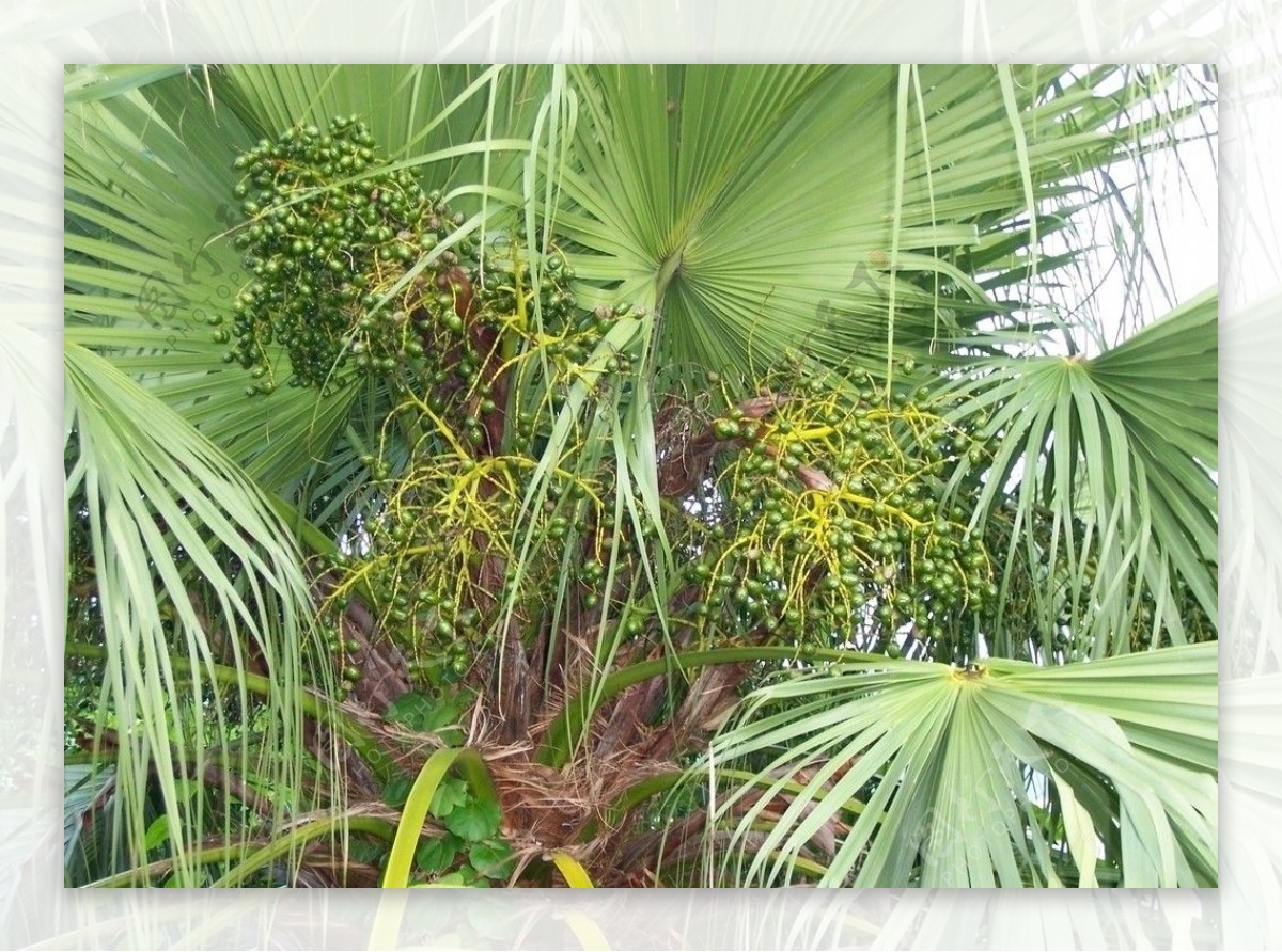 热带果树图片