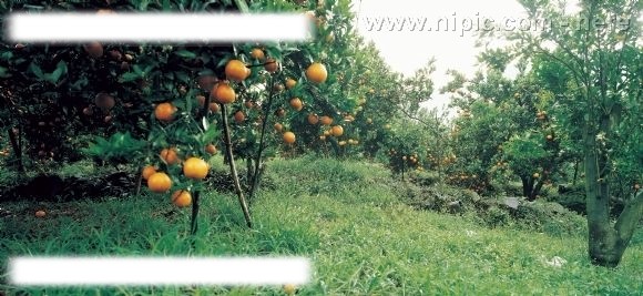桔园橘树图片