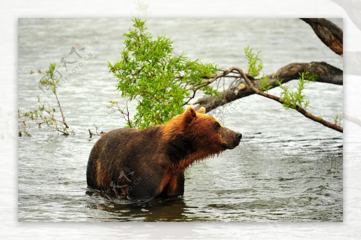 河上棕熊图片