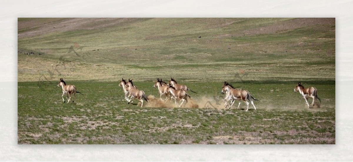 西藏飞奔的马图片