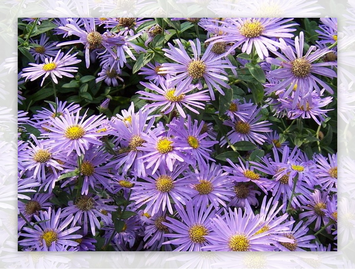小紫菊图片