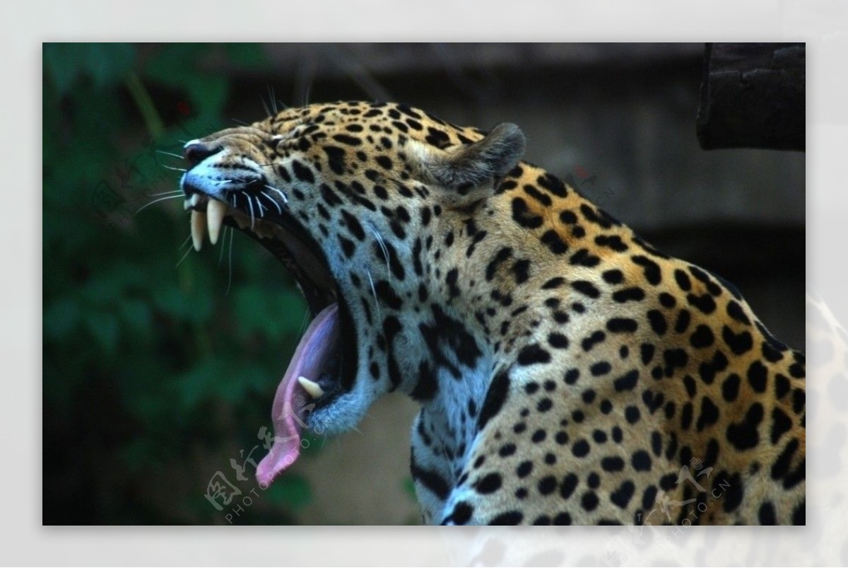 动物园里打哈欠的猎豹图片