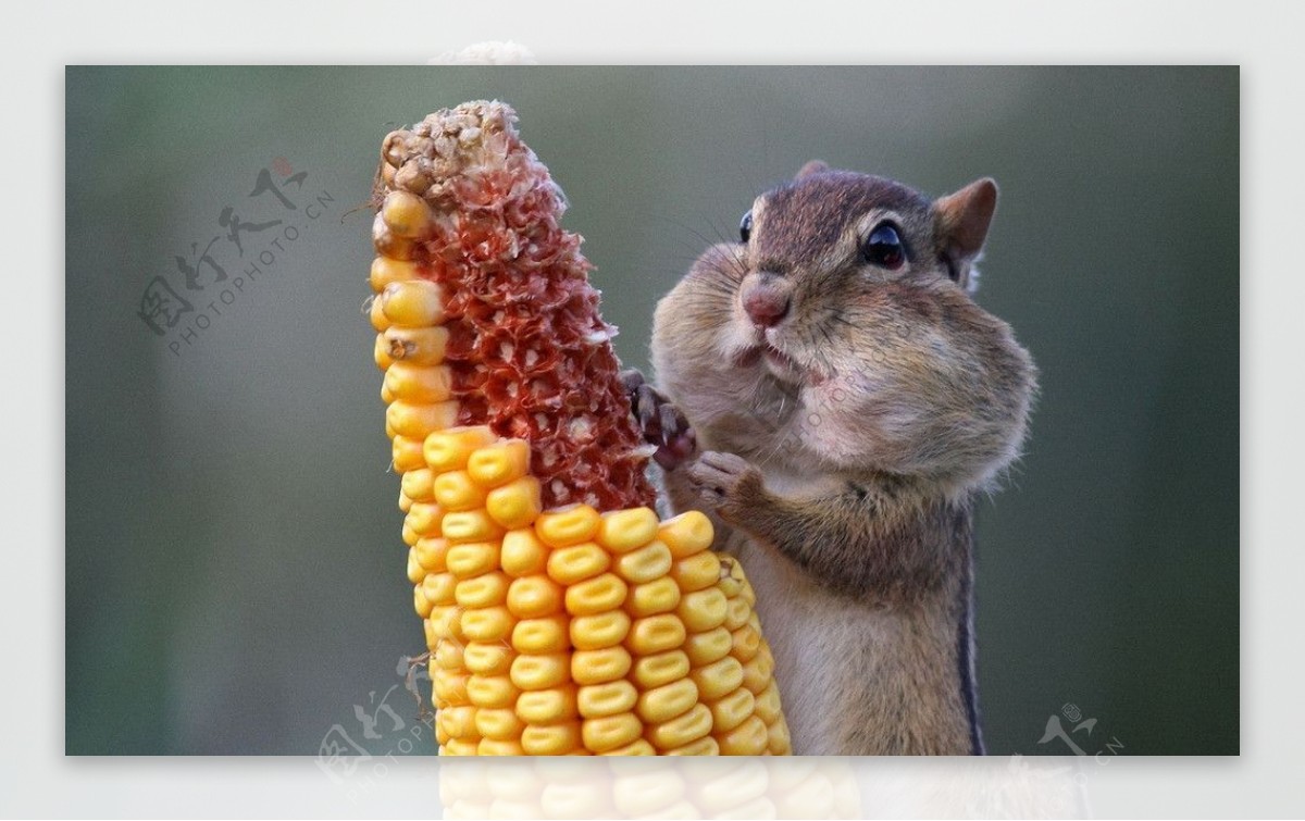 小仓鼠吃玉米图片