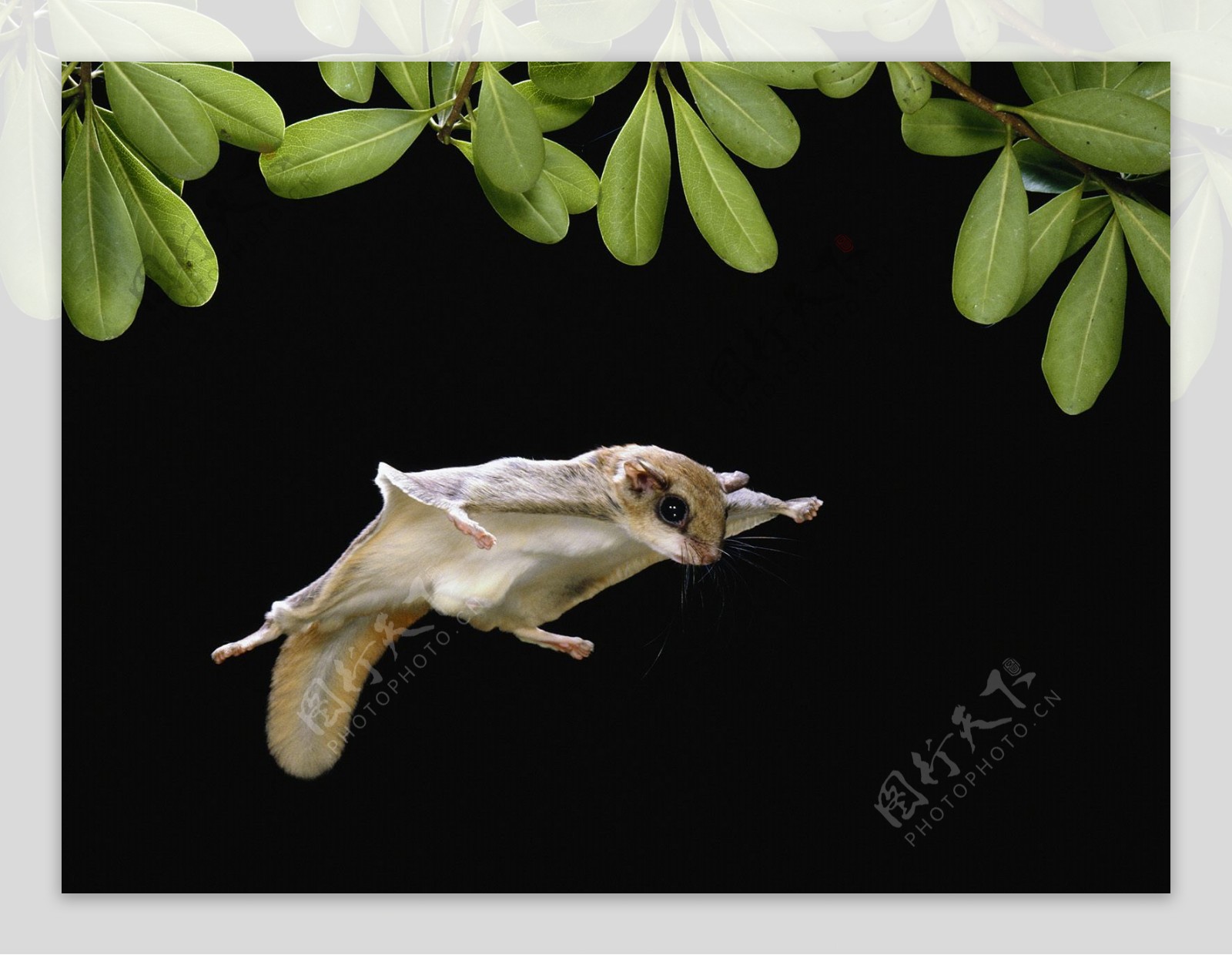 非洲蝙蝠图片