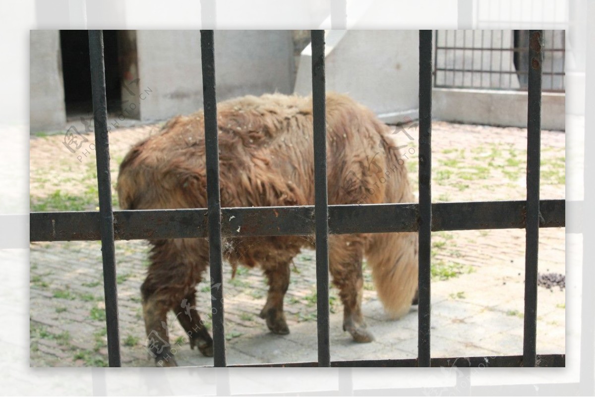 济南动物园动物精拍图片
