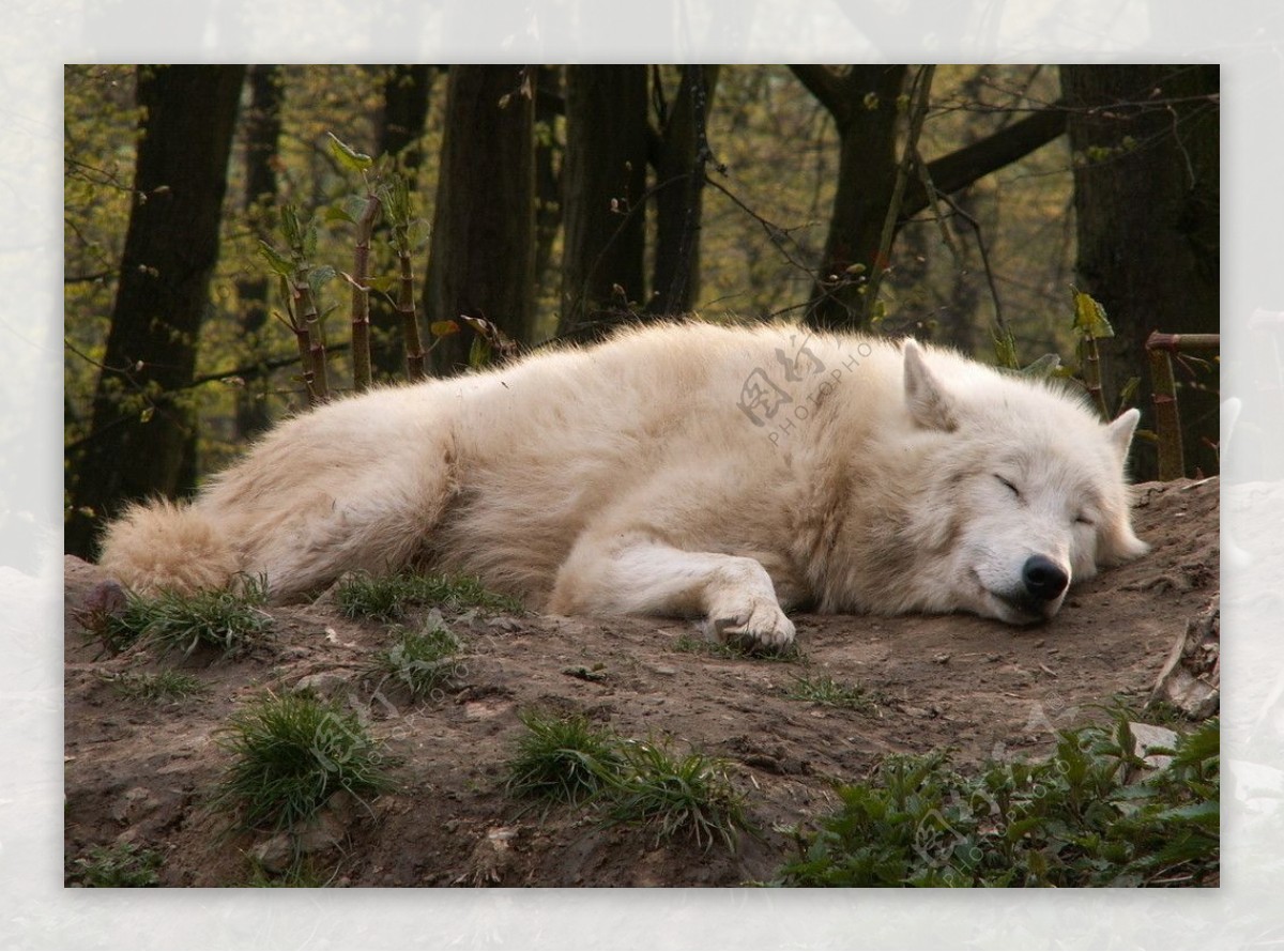 睡觉的狼图片