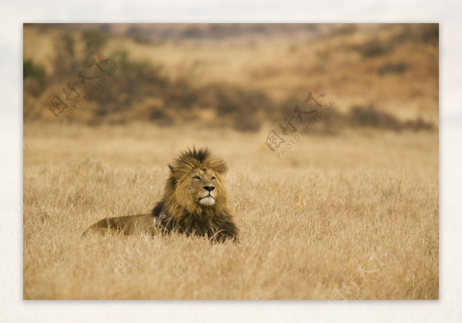 威猛雄狮写真图片