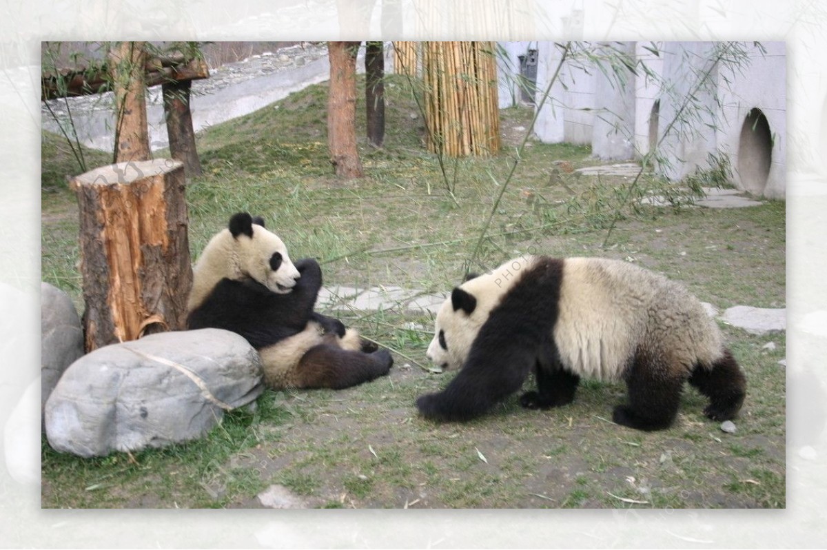 大熊猫团团圆圆图片