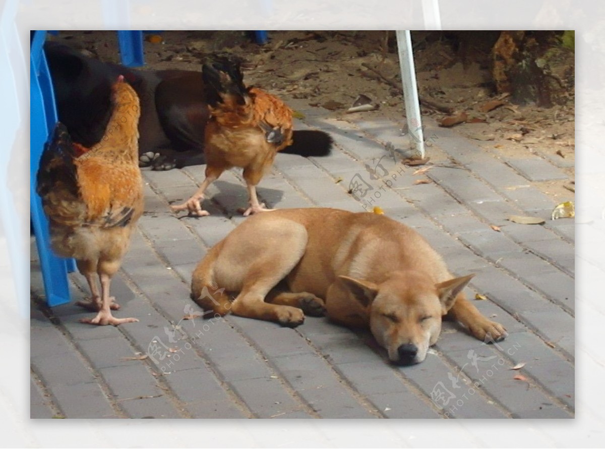 狗在鸡的旁边睡觉图片