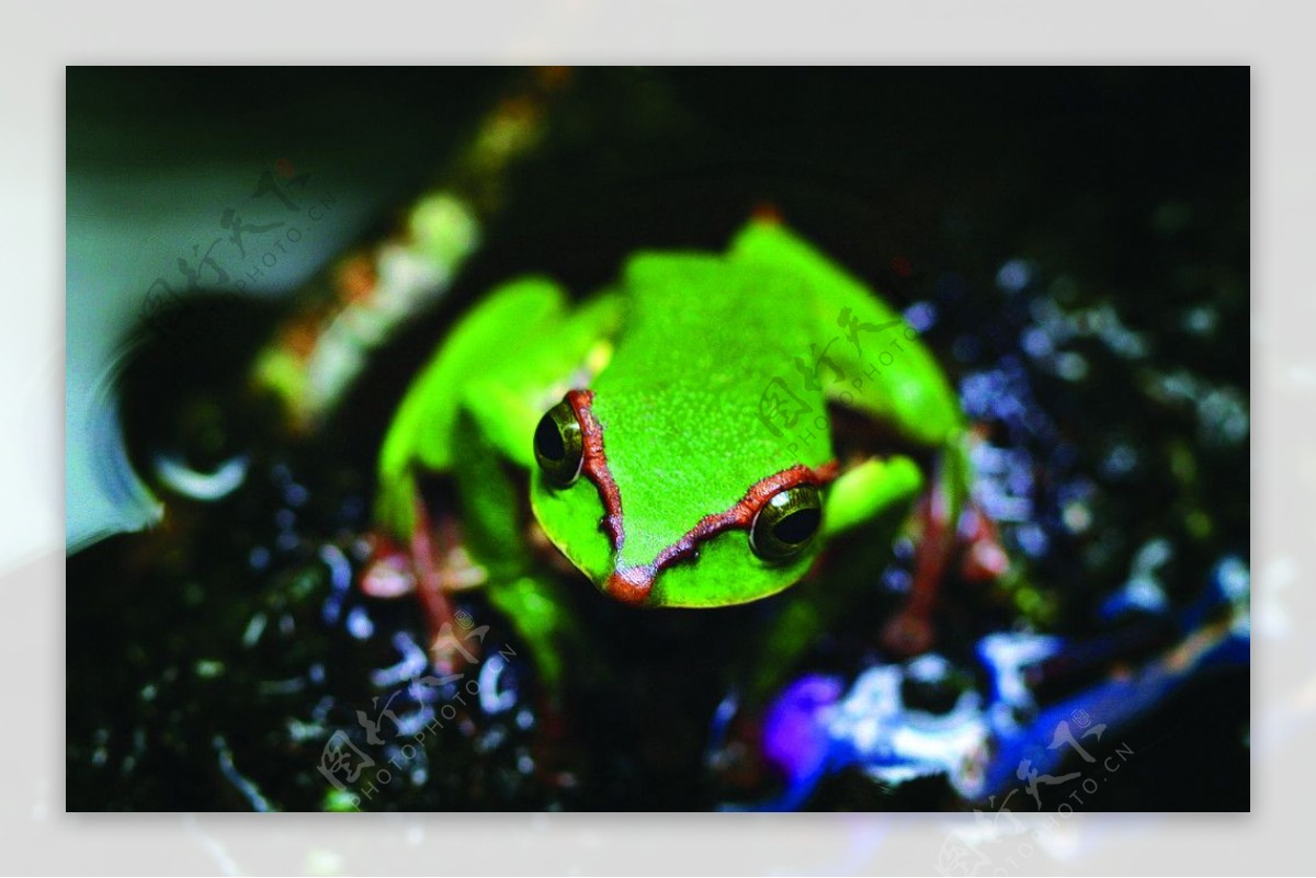 红蹼树蛙图片