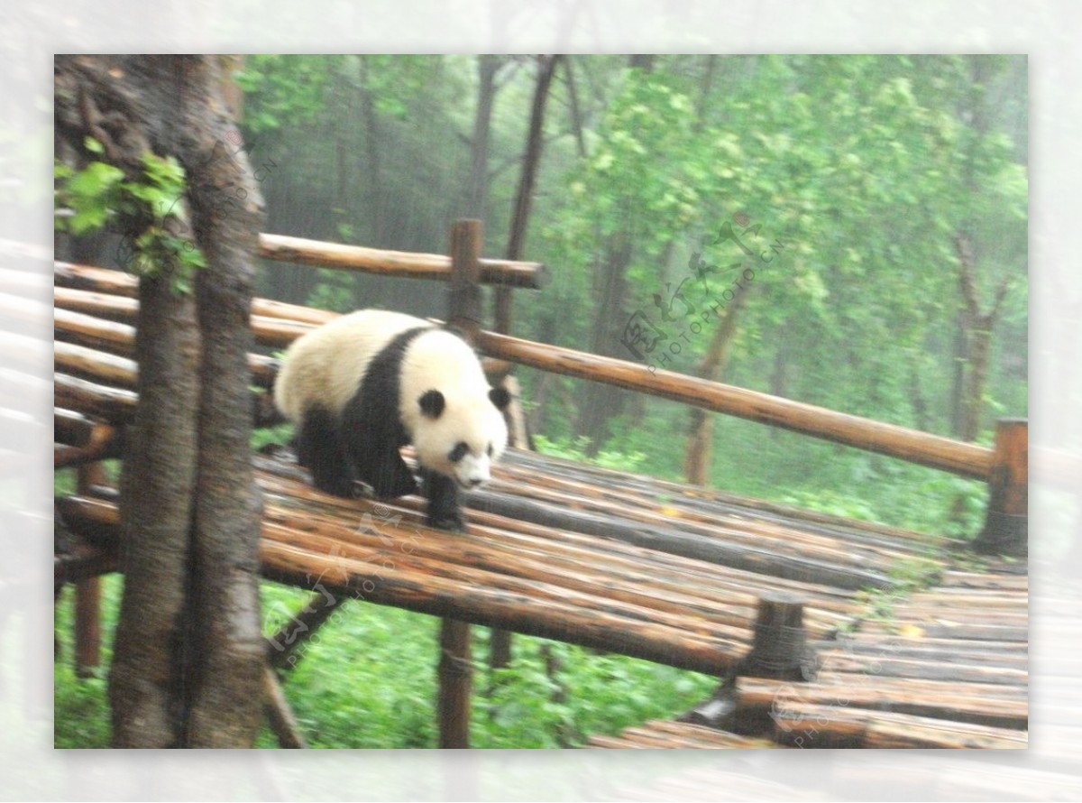 雨中的熊猫图片