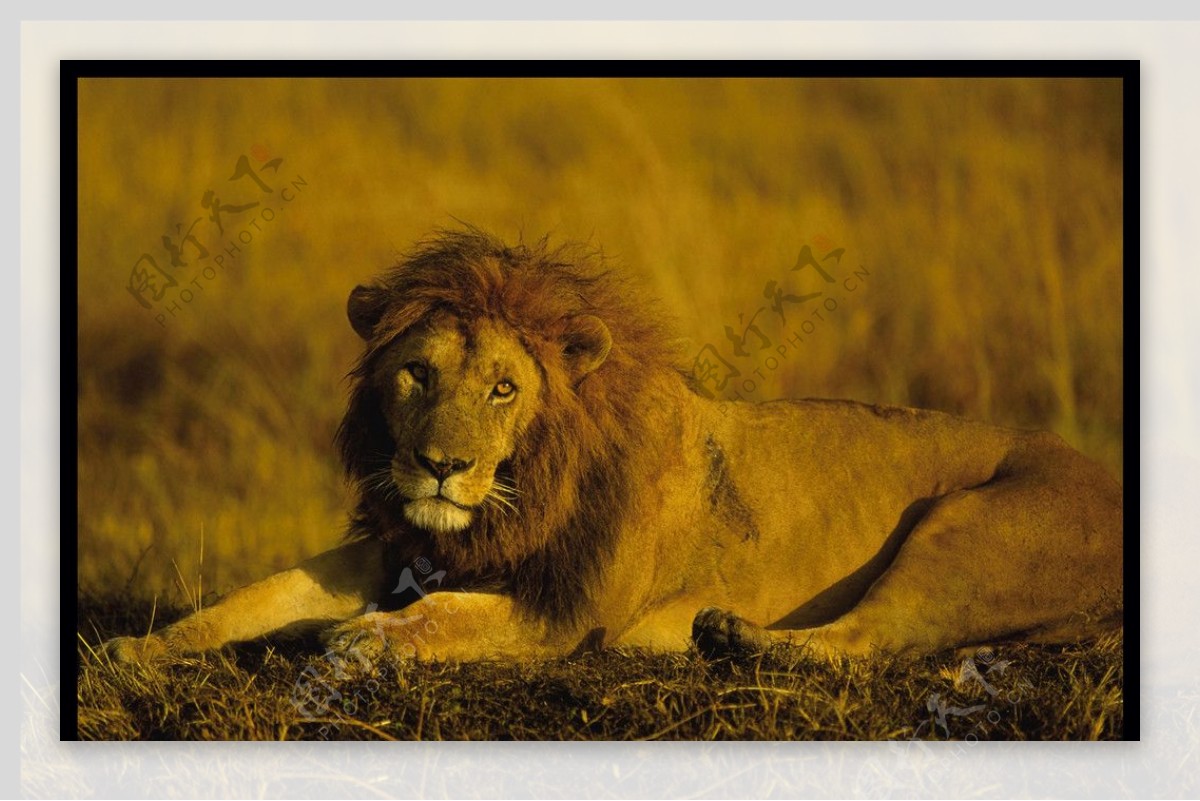 坐卧的雄狮图片
