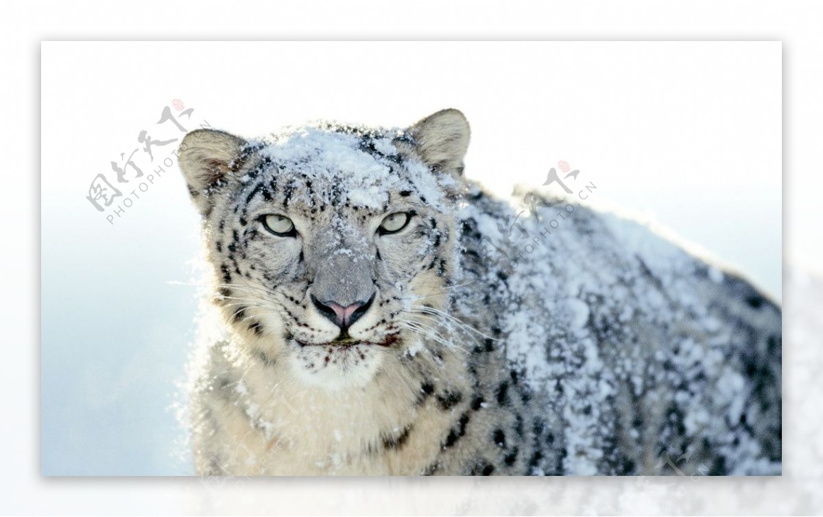 苹果官方壁纸之雪豹图片