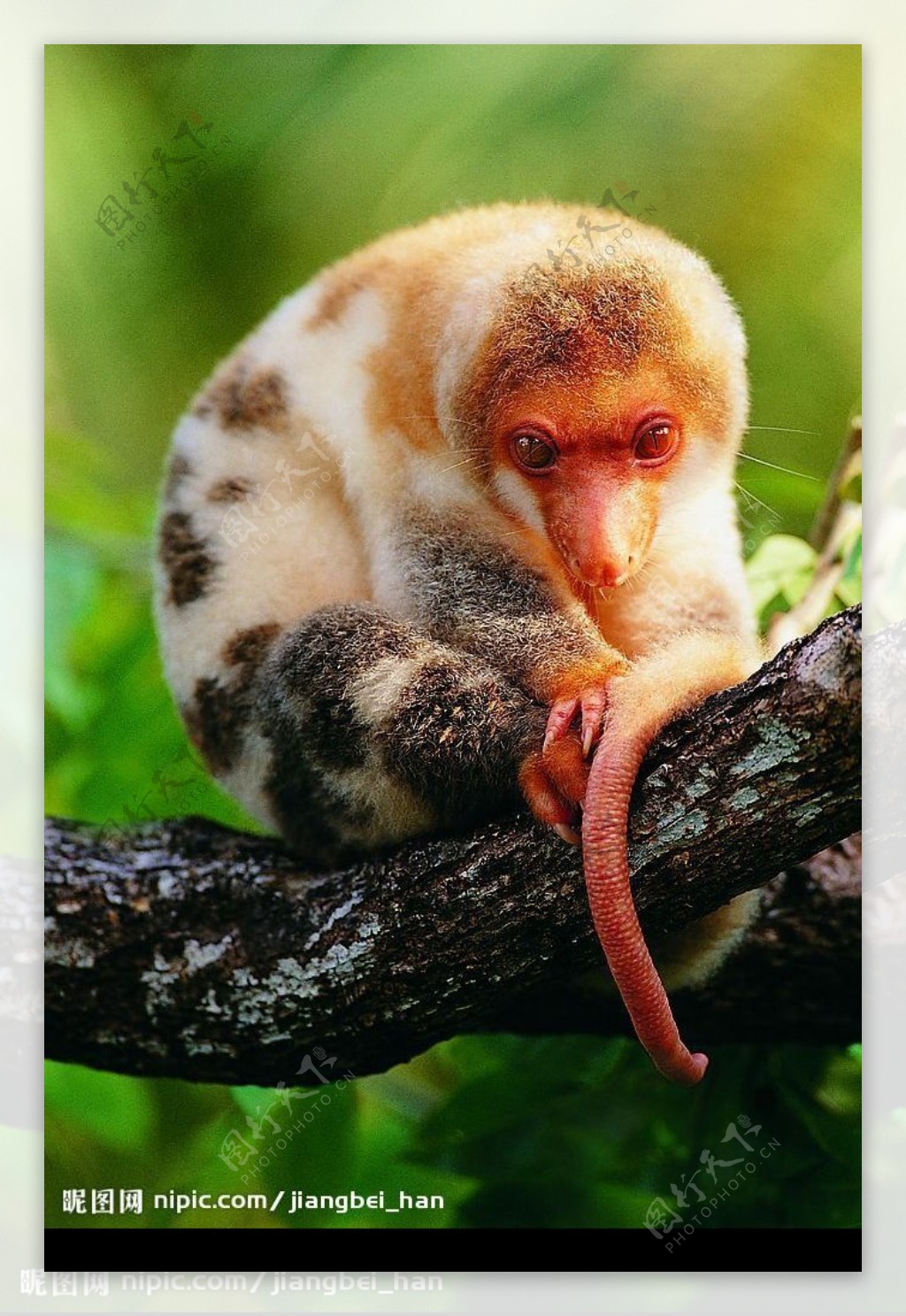 卷尾猴图片