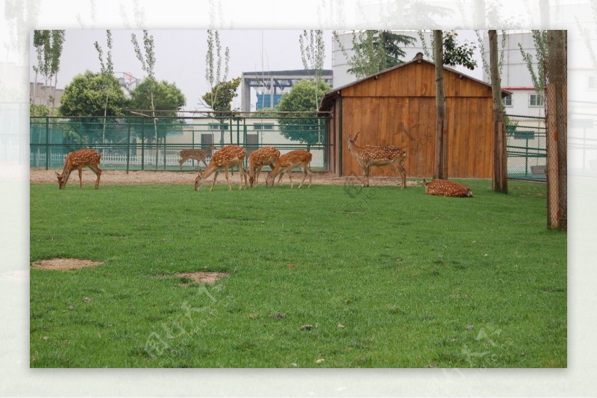 梅花鹿人工饲养园图片
