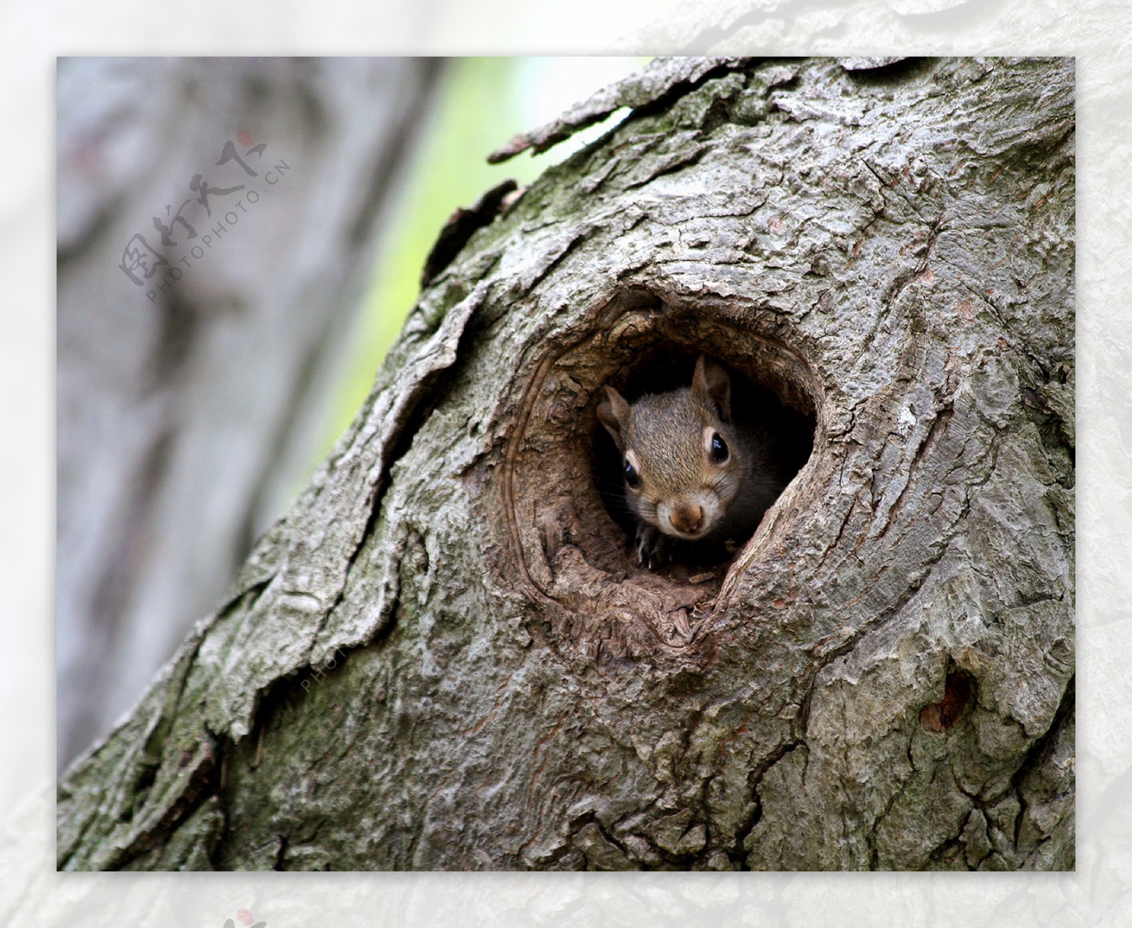 树洞里的松鼠图片