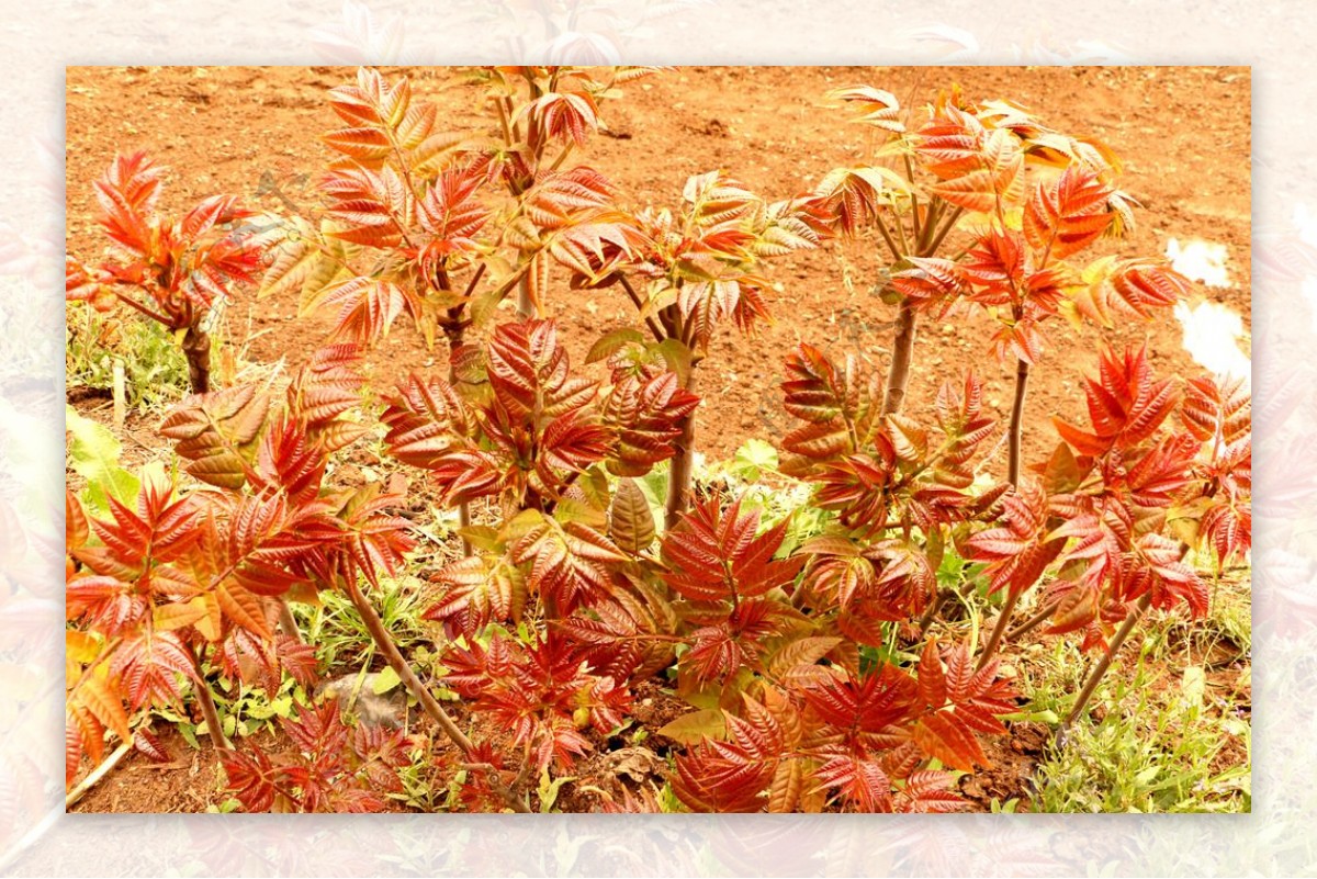 红香椿图片