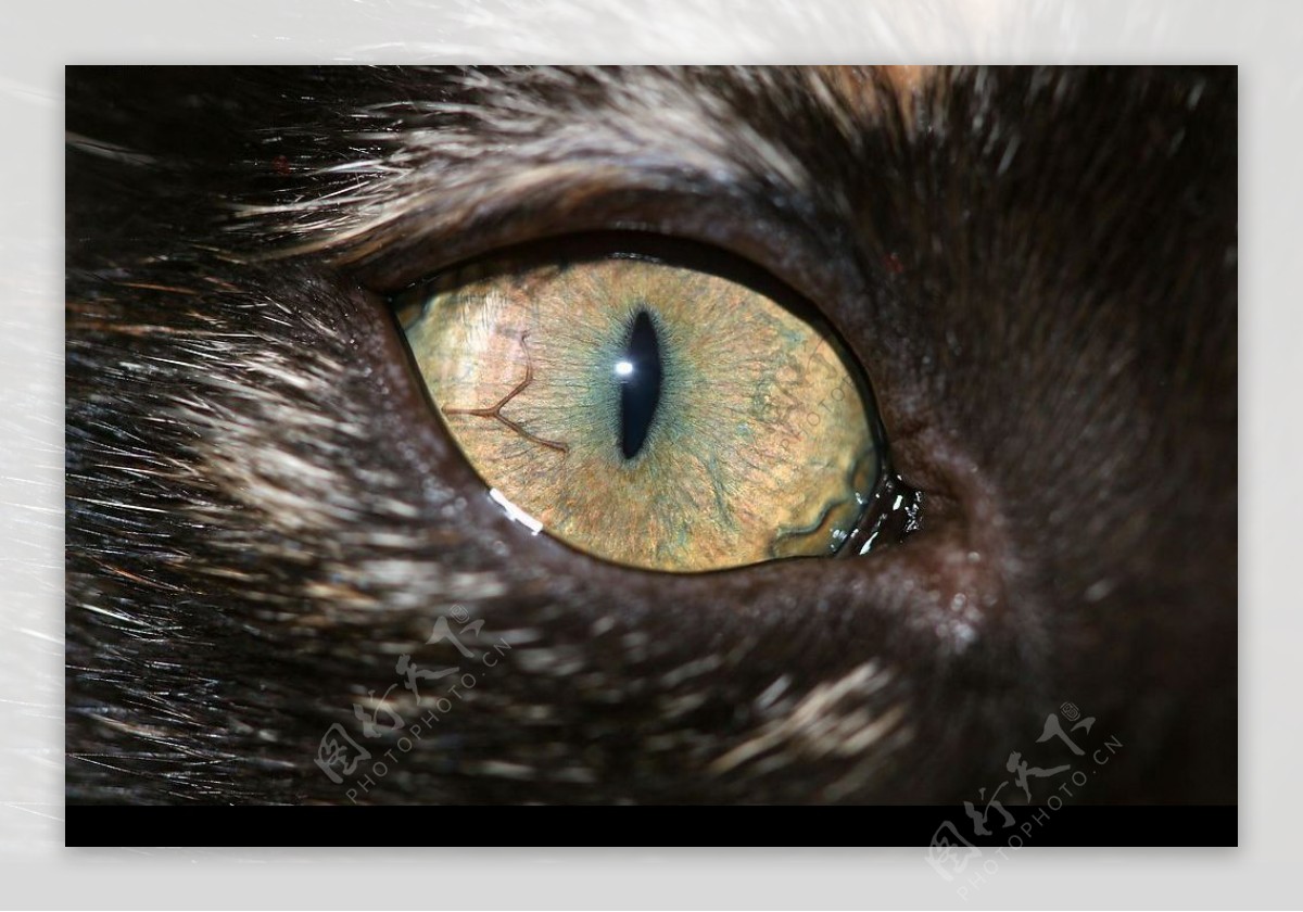 猫眼睛图片
