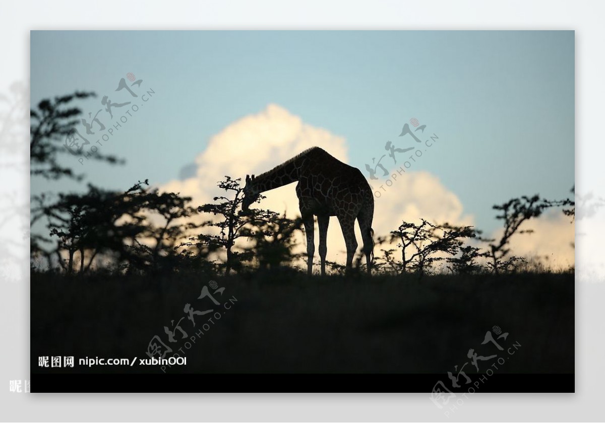 夕阳下吃树叶的长颈鹿图片