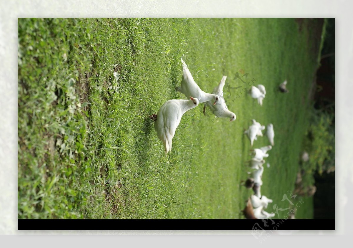 草地和白鸽图片