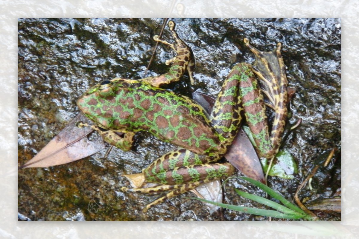 小溪保护区两栖动物－借母溪林蛙（一） - 中国自然保护区生物标本资源共享平台
