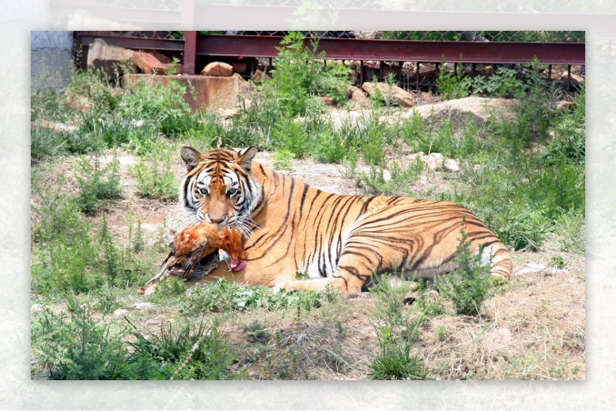 虎食图片