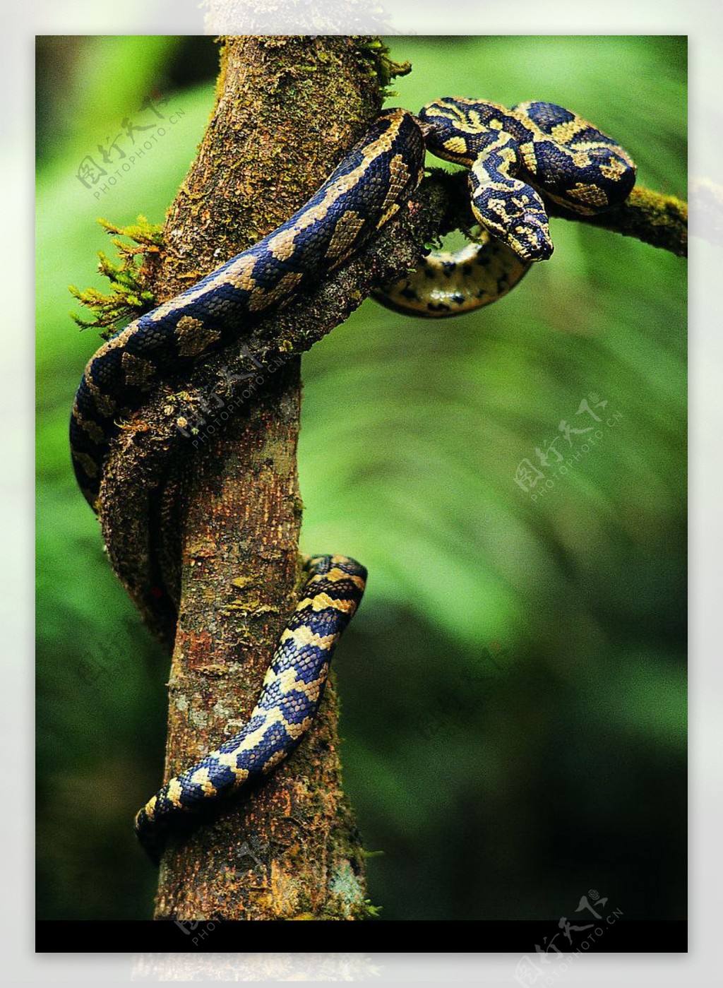 秋天草原動物蛇PSD圖案素材免費下載，圖片尺寸2000 × 2000px - Lovepik