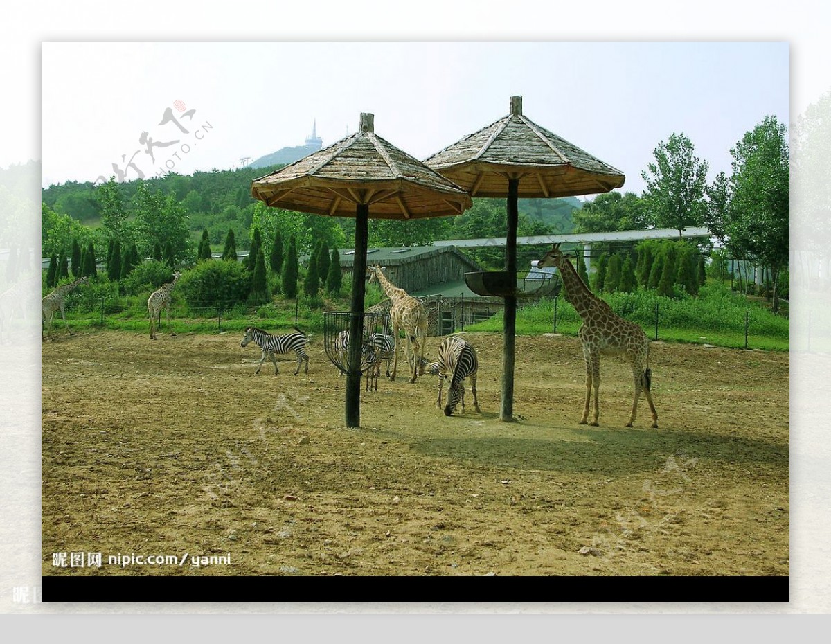 大连森林动物园长颈鹿图片