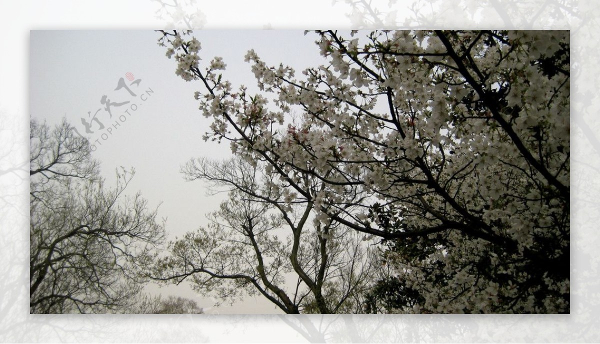 西湖樱花图片