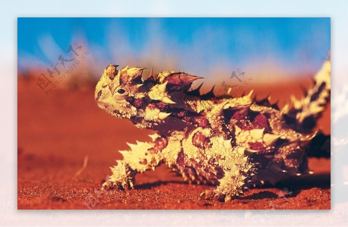 澳洲魔蜥图片