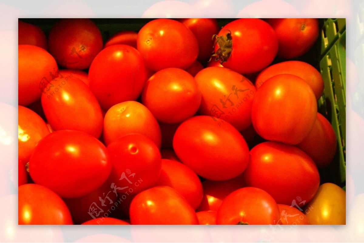 外国蕃茄图片