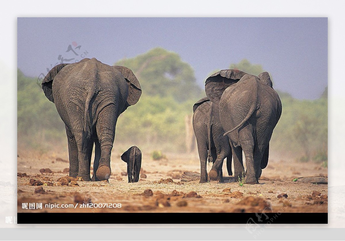 大象背影图片