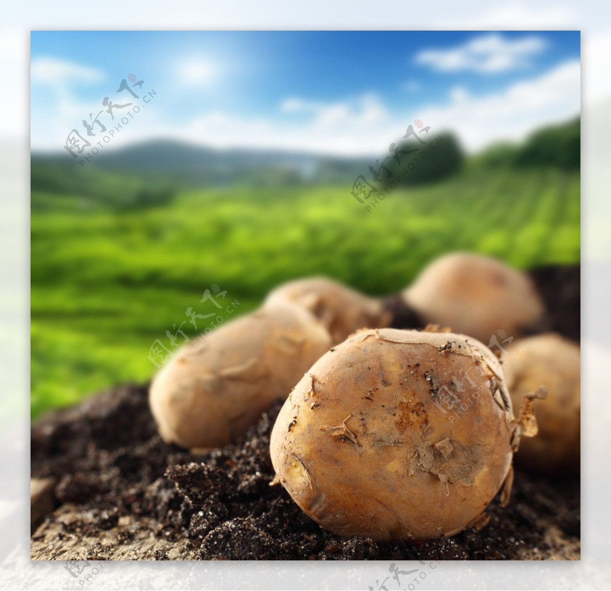 马铃薯图片大全-马铃薯高清图片下载-觅知网
