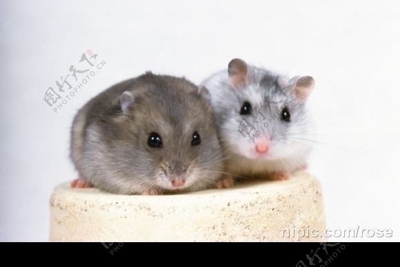 两只老鼠图片