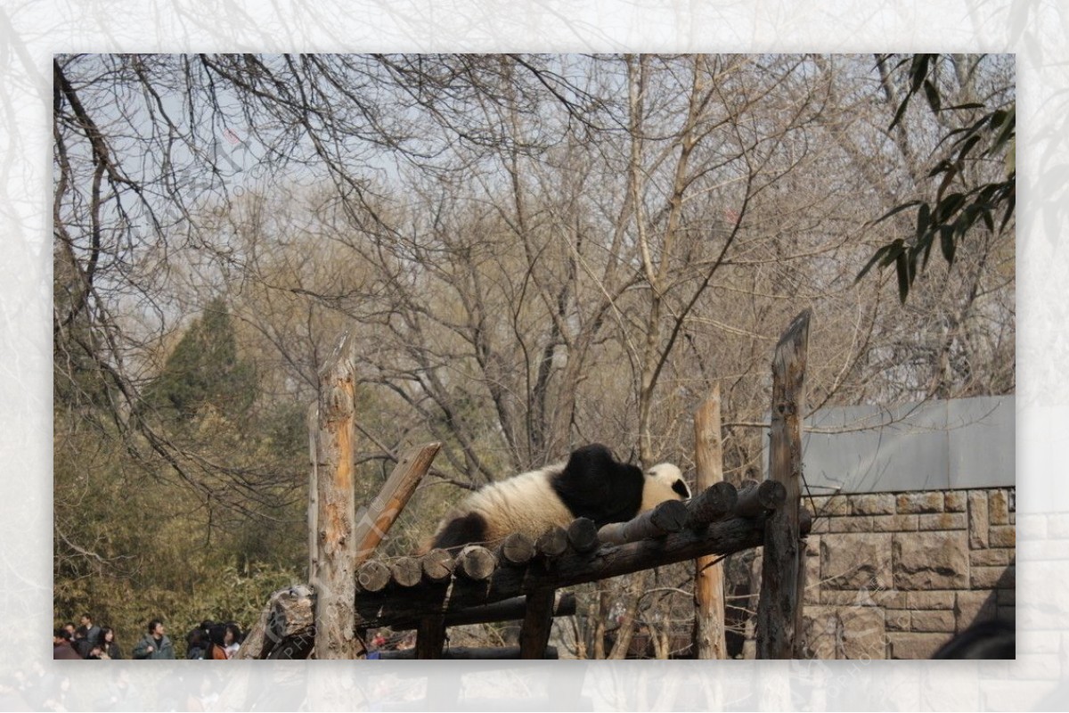 嗜睡熊猫图片