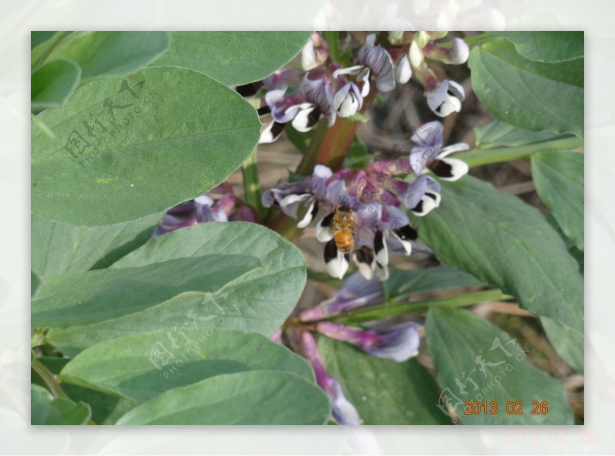 豌豆花与蜜蜂图片
