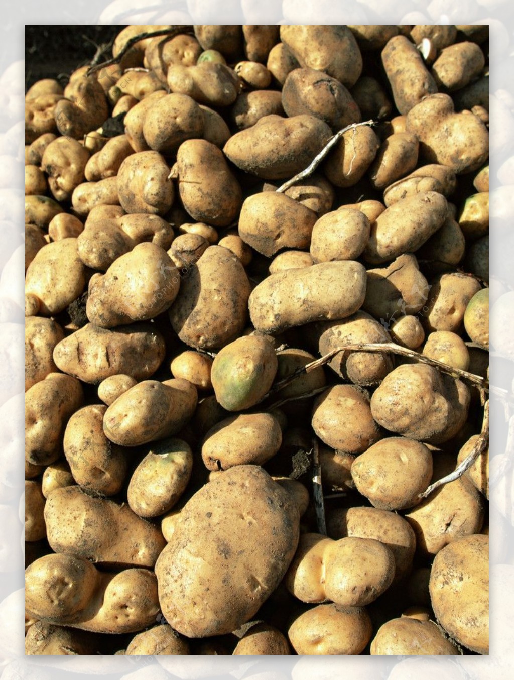 湖北大推4种马铃薯主食 土豆热干面年底上市_凤凰资讯